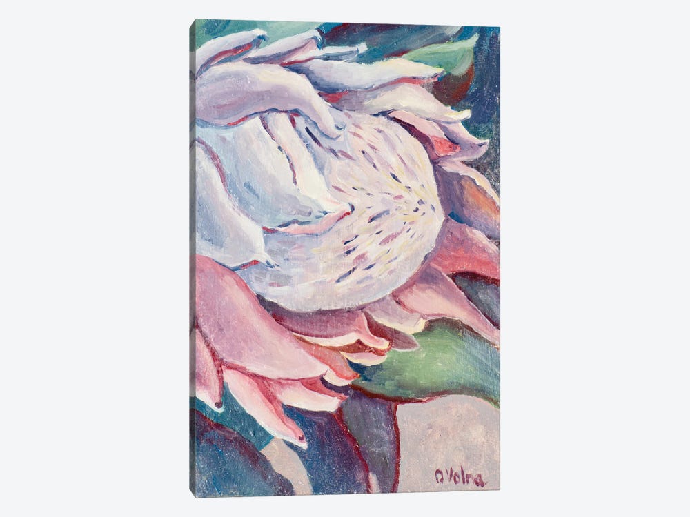Protea by Olga Volna 1-piece Canvas Art Print