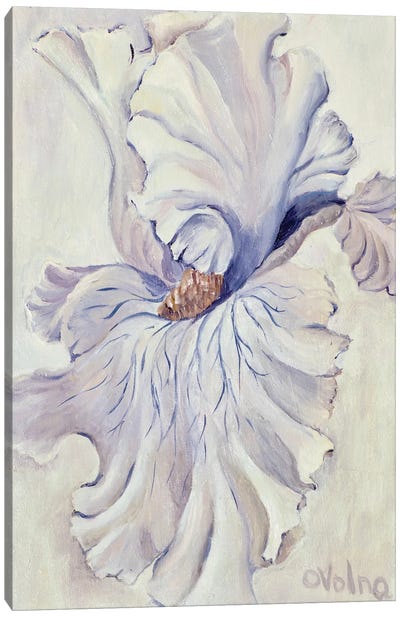 White Iris Canvas Art Print - Olga Volna