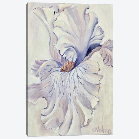 White Iris Canvas Print #OGV36} by Olga Volna Art Print