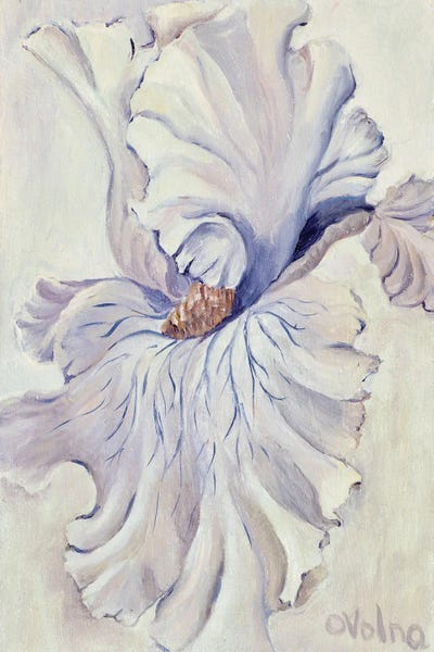 Irises: White Iris by Olga Volna