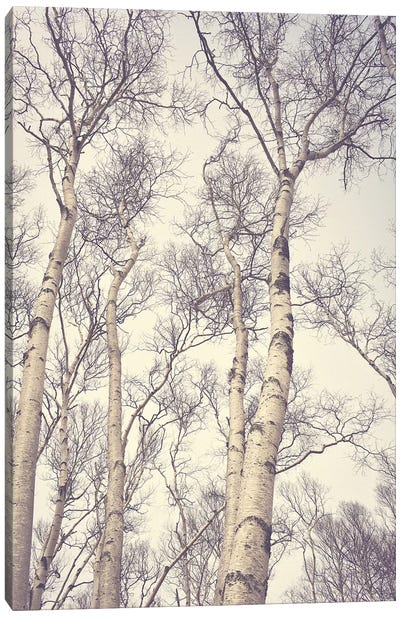 Birch Trees Canvas Art Print - Olivia Joy StClaire