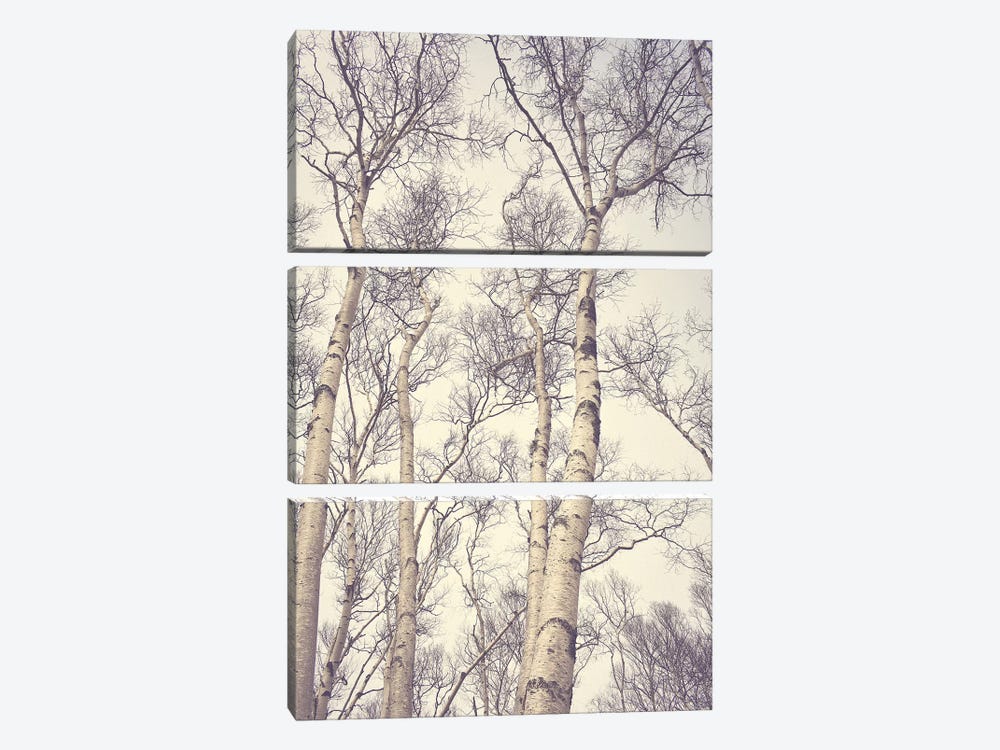 Birch Trees 3-piece Canvas Art
