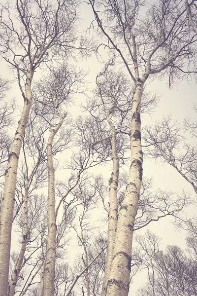 Tree Close-Ups: Birch Trees by Olivia Joy StClaire