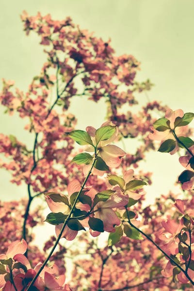 Olivia Joy StClaire: Blossom by Olivia Joy StClaire