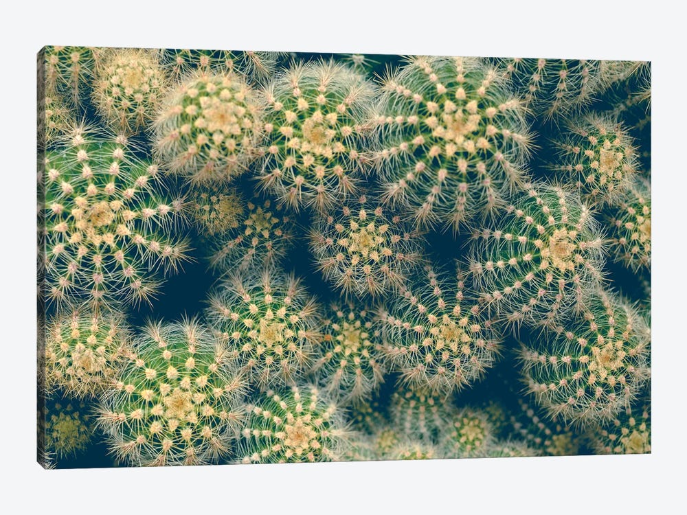 Cactus 1-piece Canvas Art Print