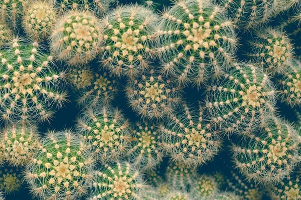 Olivia Joy StClaire: Cactus by Olivia Joy StClaire