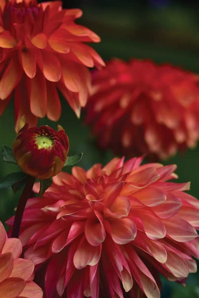 Dahlias: Dahlia by Olivia Joy StClaire