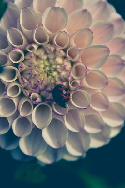 Dahlia, Blush