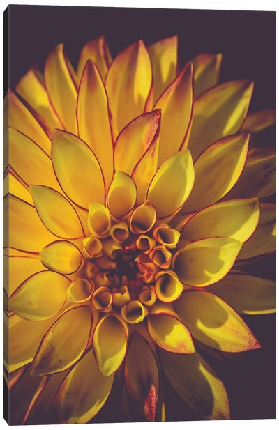 Dahlia, Yellow Canvas Art Print - Dahlias