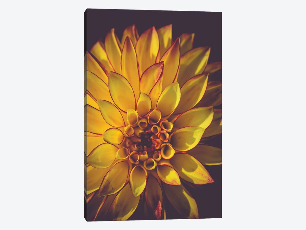 Dahlia, Yellow by Olivia Joy StClaire 1-piece Canvas Print