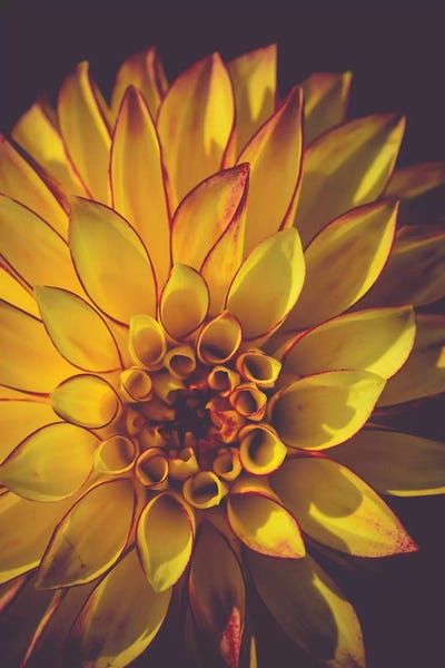 Nature Close-Ups: Dahlia, Yellow by Olivia Joy StClaire