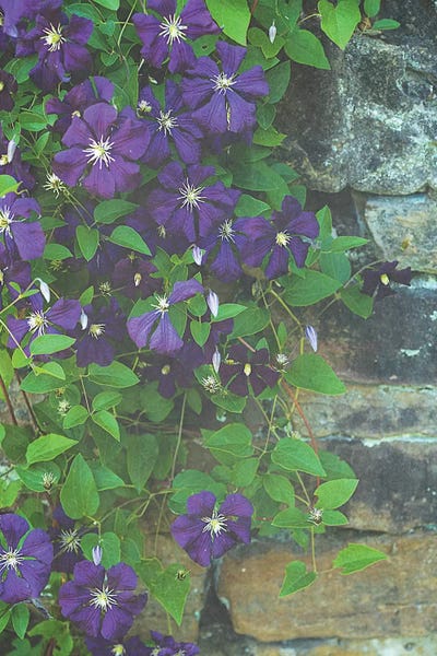 Demure by Olivia Joy StClaire canvas print