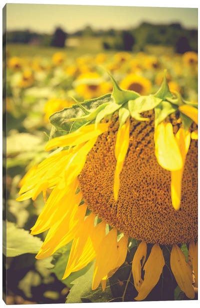Dreamy Summer Sunflowers I Canvas Art Print - Sunflower Art