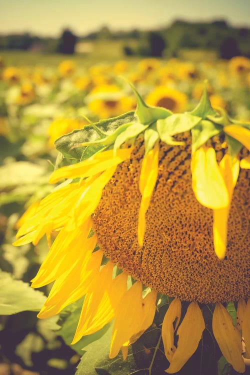 Dreamy Summer Sunflowers I