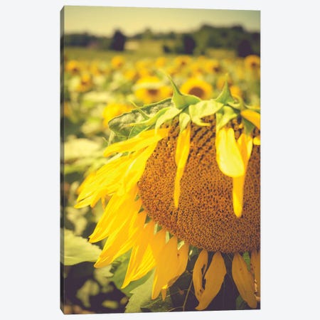 Dreamy Summer Sunflowers I Canvas Print #OJS118} by Olivia Joy StClaire Canvas Artwork