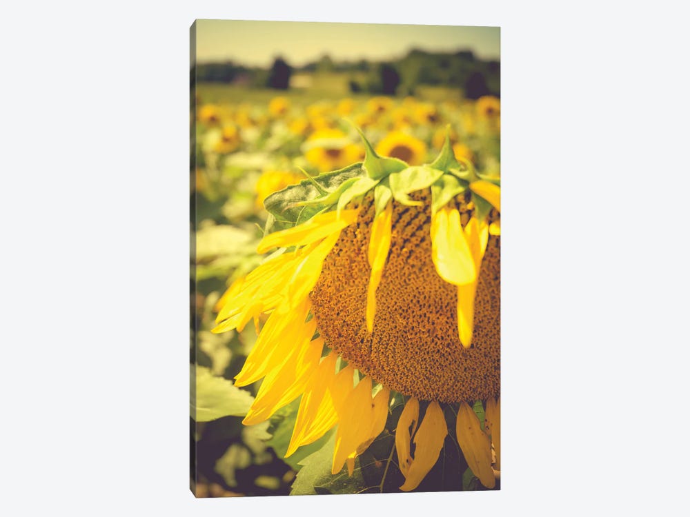 Dreamy Summer Sunflowers I 1-piece Canvas Art