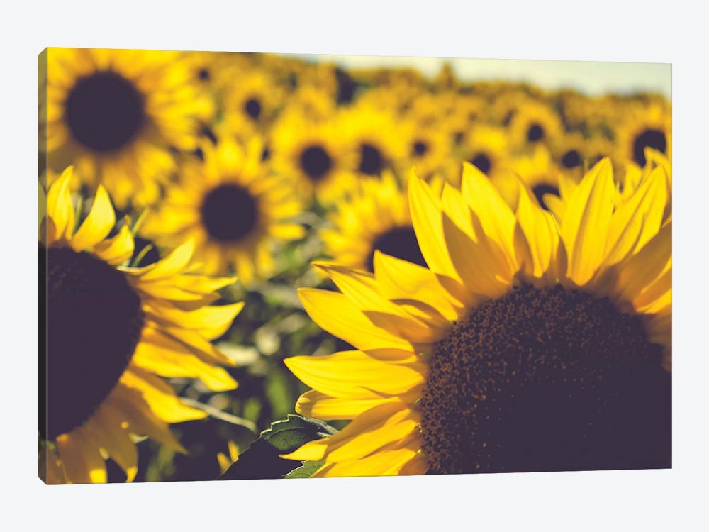 Dreamy Summer Sunflowers II by Olivia Joy StClaire 1-piece Canvas Print