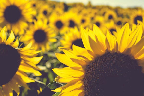 Olivia Joy StClaire: Dreamy Summer Sunflowers II by Olivia Joy StClaire