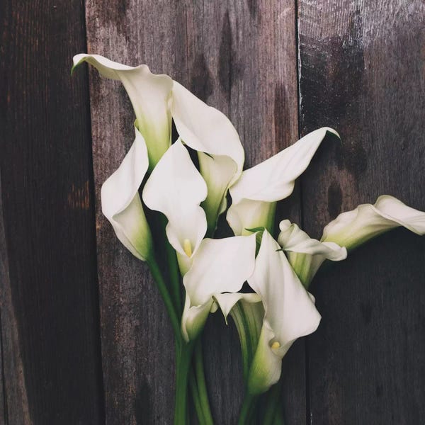 Still Life Photography: Calla Lilies by Olivia Joy StClaire