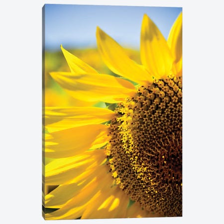 Dreamy Summer Sunflowers IV Canvas Print #OJS120} by Olivia Joy StClaire Canvas Print