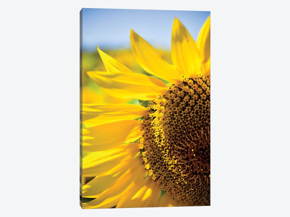 Dreamy Summer Sunflowers IV 1-piece Canvas Print