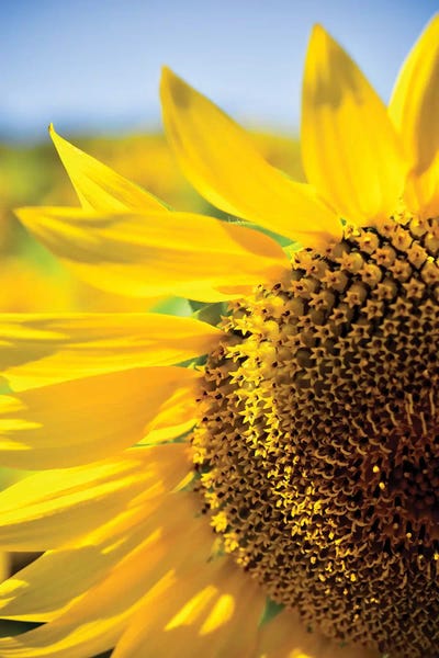 Macro Photography: Dreamy Summer Sunflowers IV by Olivia Joy StClaire