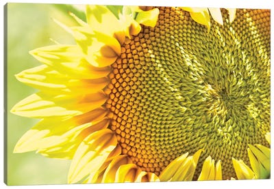 Dreamy Summer Sunflowers V Canvas Art Print - Yellow Art