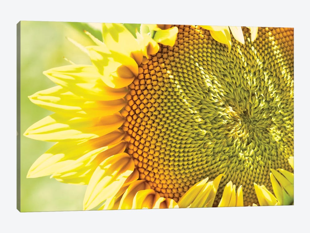 Dreamy Summer Sunflowers V 1-piece Canvas Wall Art