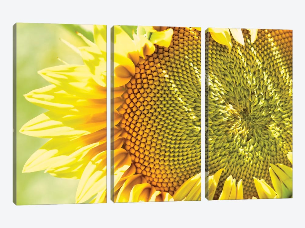 Dreamy Summer Sunflowers V 3-piece Canvas Art