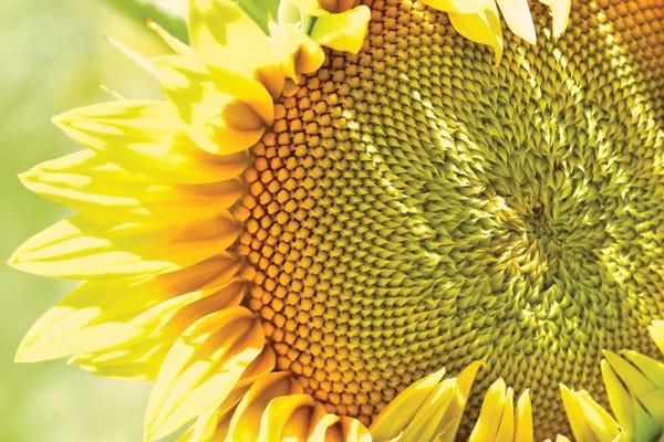 Nature Close-Ups: Dreamy Summer Sunflowers V by Olivia Joy StClaire