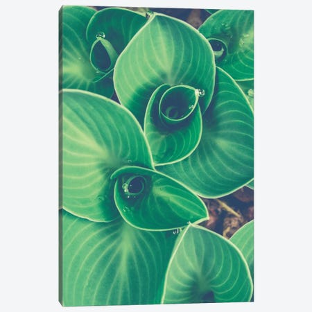 Emerging Leaves Canvas Print #OJS123} by Olivia Joy StClaire Canvas Print