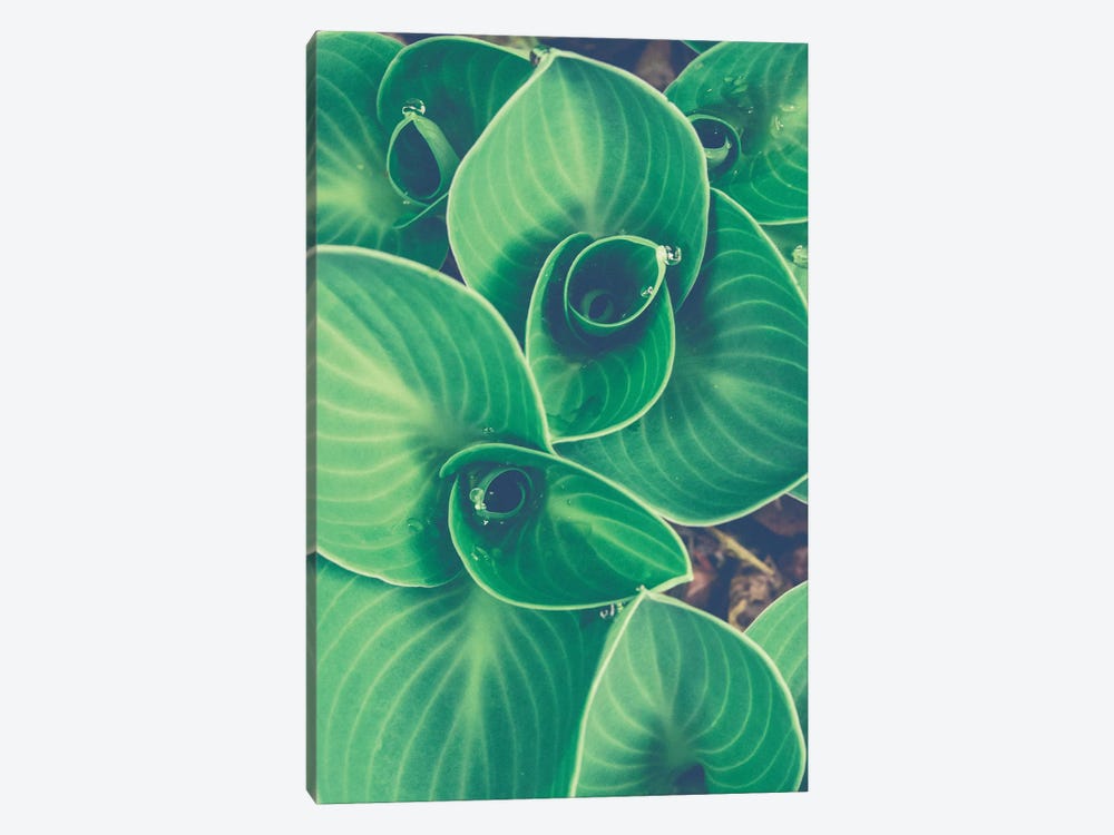 Emerging Leaves by Olivia Joy StClaire 1-piece Canvas Wall Art