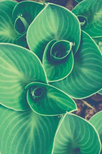 Olivia Joy StClaire: Emerging Leaves by Olivia Joy StClaire