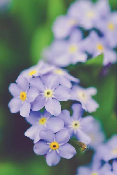 Violets: Fleeting by Olivia Joy StClaire