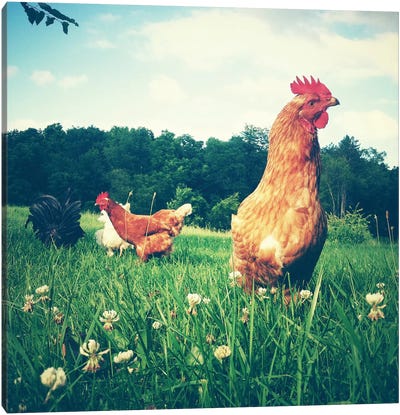 Chickens Canvas Art Print - Country Scenic Photography