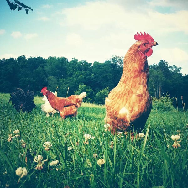 Modern Farmhouse Décor: Chickens by Olivia Joy StClaire