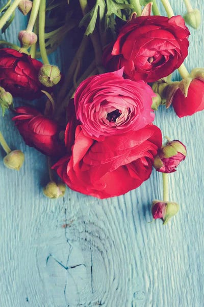 Ranunculi: Flower by Olivia Joy StClaire