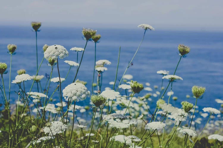 Flowers By The Sea