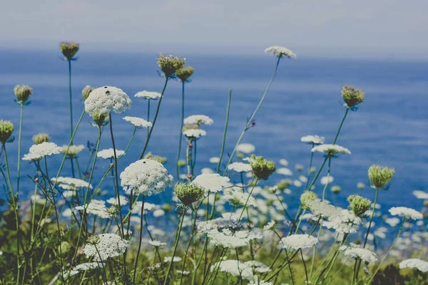 Olivia Joy StClaire: Flowers By The Sea by Olivia Joy StClaire