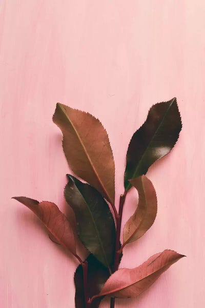 Foliage I by Olivia Joy StClaire framed wall art