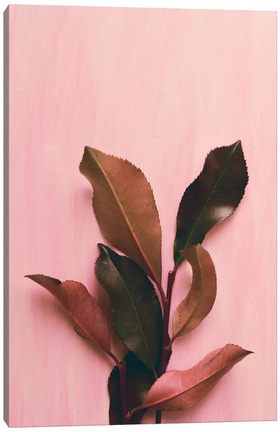 Foliage I Canvas Art Print - Olivia Joy StClaire