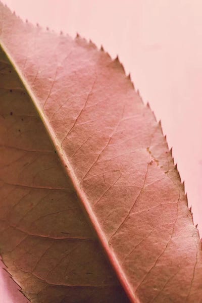 Foliage II by Olivia Joy StClaire canvas print