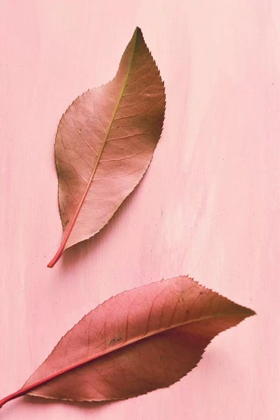 Living Simpatico: Foliage III by Olivia Joy StClaire