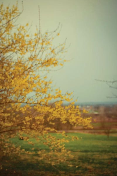 Forsythia by Olivia Joy StClaire canvas print