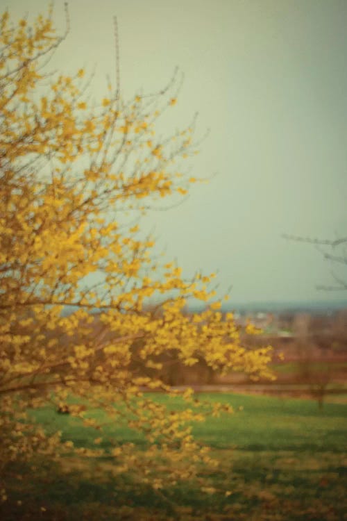 Forsythia by Olivia Joy StClaire wall art