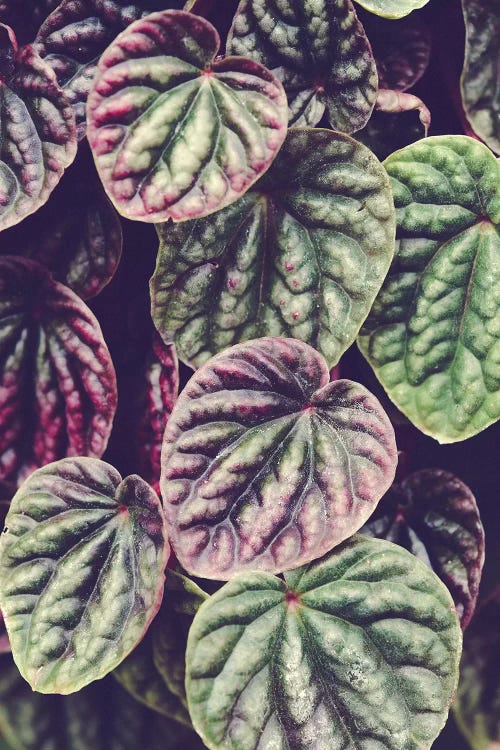 Heart Leaves by Olivia Joy StClaire wall art