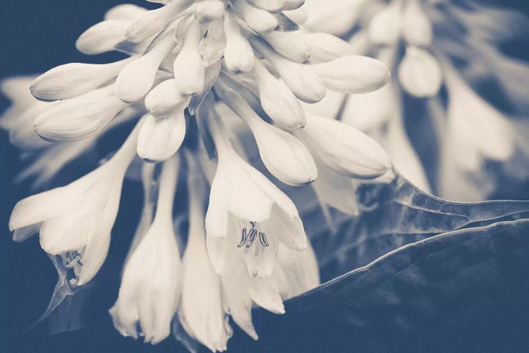 In The Morning by Olivia Joy StClaire wall art