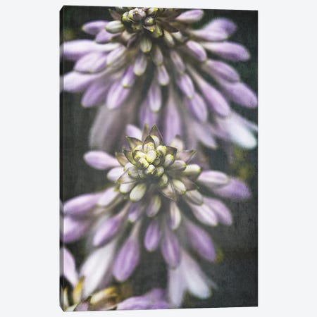 Lavender Flowers Canvas Print #OJS140} by Olivia Joy StClaire Canvas Art Print