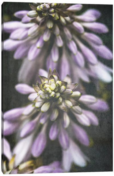 Lavender Flowers Canvas Art Print - Olivia Joy StClaire