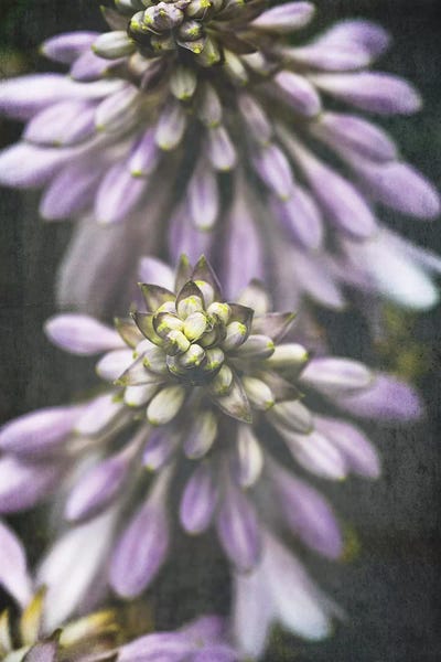 Herbs: Lavender Flowers by Olivia Joy StClaire